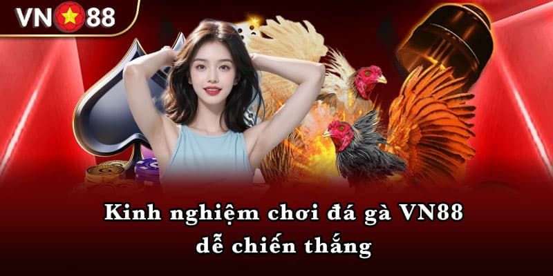 Kinh nghiệm chơi đá gà VN88 dễ chiến thắng