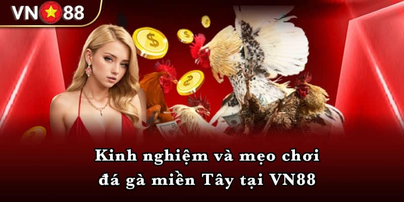 Kinh nghiệm và mẹo chơi đá gà miền Tây tại VN8