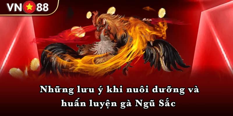 Những lưu ý khi nuôi dưỡng và huấn luyện gà Ngũ Sắc 