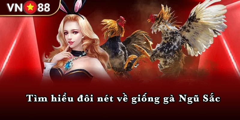 Tìm hiểu đôi nét về giống gà Ngũ Sắc